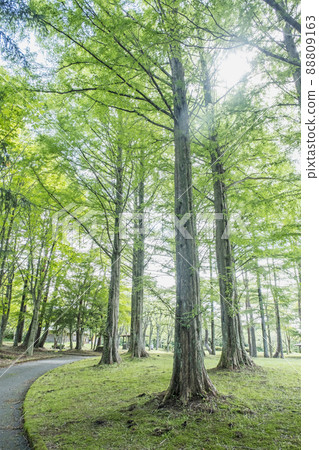 Image of early summer and fresh green cycling on the Hiruzen Plateau 88809163