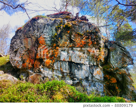 Outlier. Huge stone in Northern woods where there are trees Outlier. Huge stone in Northern woods where there are trees 88809179