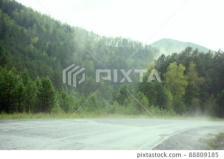 Evergreen Forest Overview. Tops of Tall Green Trees with Dense Fog Rolling Over Evergreen Forest Overview. Tops of Tall Green Trees with Dense Fog Rolling Over 88809185