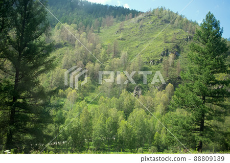 Covered with mixed forests of the Altai mountains. Covered with mixed forests of the Altai mountains. 88809189
