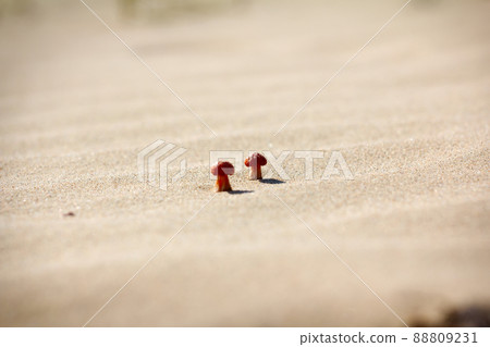 Bright mushrooms grow on dunes sand Bright mushrooms grow on dunes sand 88809231