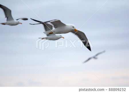 Northern herring gull or lesser black-backed . Russian Arctic Northern herring gull or lesser black-backed . Russian Arctic 88809232