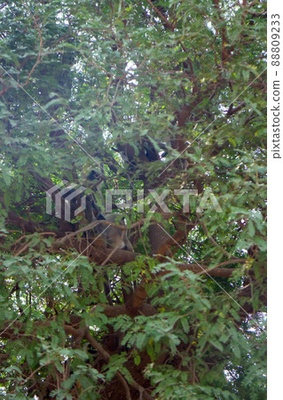Bunch of monkeys (langur) got the branchy tree Bunch of monkeys (langur) got the branchy tree 88809233
