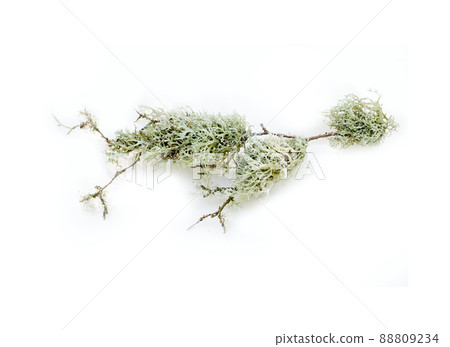 Element floral compositions Element floral compositions 88809234