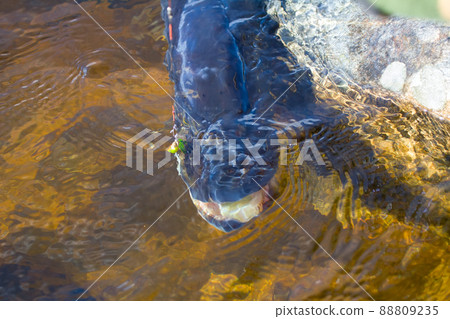 muzzle of very big pike with spoon muzzle of very big pike with spoon 88809235