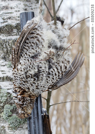 hunting for a hazel grouse 88809238