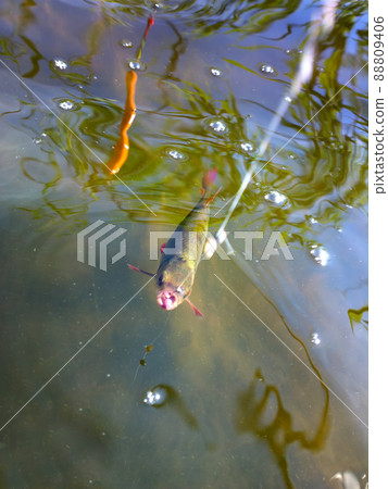 summer lake fishing underwater catching the redeye summer lake fishing underwater catching the redeye 88809406