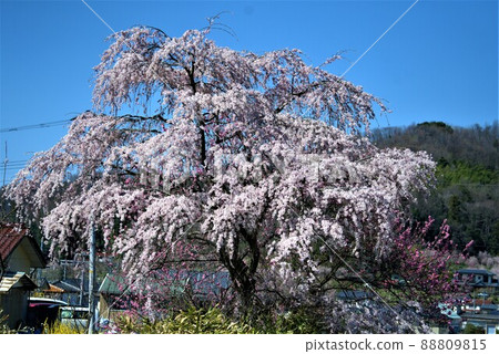 福島縣花見山公園 福島縣花見山公園 88809815