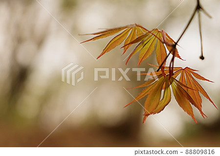 Maple leaves Maple leaves 88809816