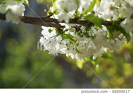 櫻桃樹的花朵 櫻桃樹的花朵 88809817