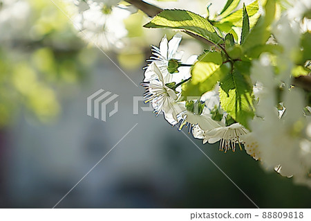 櫻桃樹的花朵 88809818