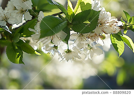 櫻桃樹的花朵 88809820