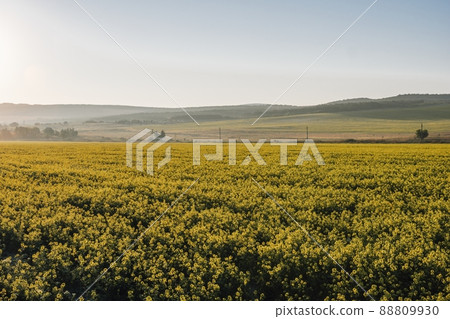 Scenic rural landscape with yellow rape, rapeseed or canola field. Blooming canola flowers close up. Rape on the field in summer. Bright Yellow rapeseed oil. Green plant energy for the oil industry. 88809930