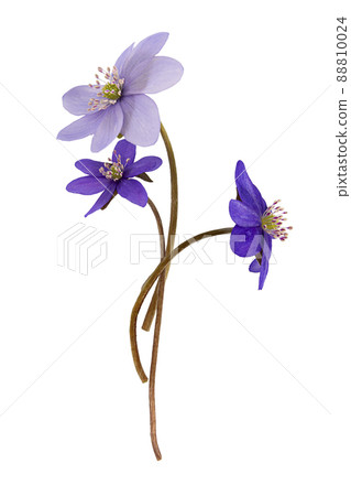 blue snowdrops Galanthus cut out isolated 88810024