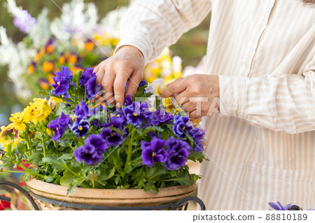 Senior woman grooming flowers in flowerpots in her garden Senior woman grooming flowers in flowerpots in her garden 88810189