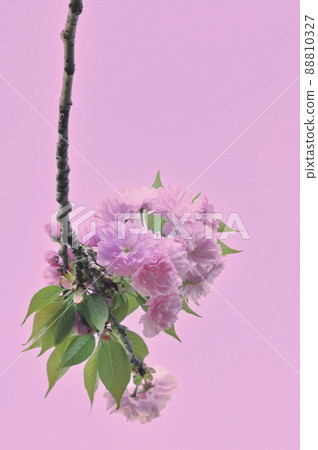 八重櫻（Kanzan，又名關山） 88810327