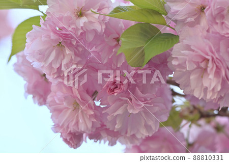 八重櫻(Kanzan,又名關山) 八重櫻(Kanzan,又名關山) 88810331