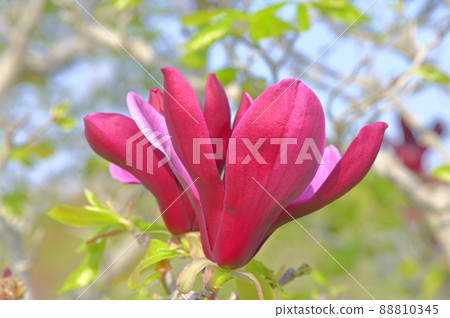 Magnolia (Shimokul) Magnolia (Shimokul) 88810345