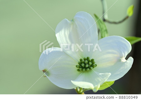 Dogwood (flower wood) Dogwood (flower wood) 88810349