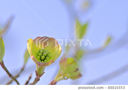 小山茱萸(花水木) 小山茱萸(花水木) 88810353