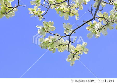 Dogwood (flower wood) Dogwood (flower wood) 88810354