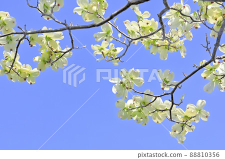 Dogwood (flower wood) 88810356