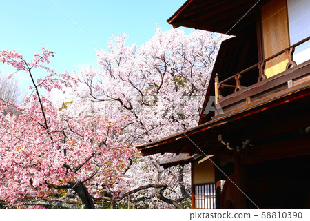 Bokakaku and cherry blossoms at Shosei-en Garden Bokakaku and cherry blossoms at Shosei-en Garden 88810390