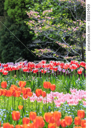 Umami Hill Park Full bloom tulips and spring flowers Umami Hill Park Full bloom tulips and spring flowers 88810409