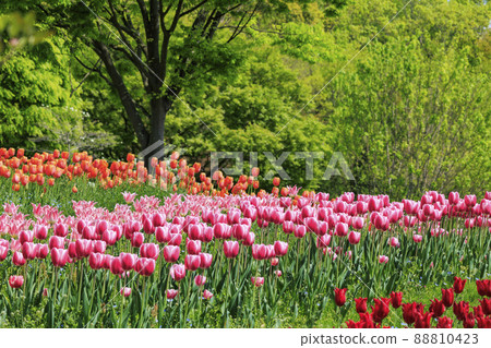 鮮味山公園盛開的鬱金香和春天的花朵 88810423