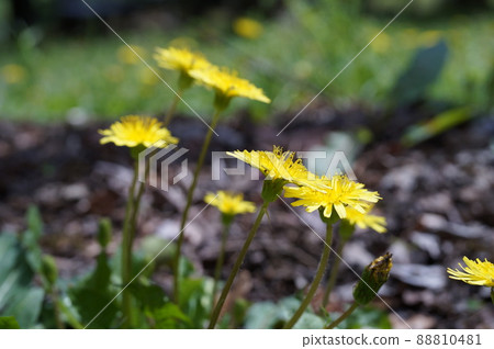 Kang Sai Dandelion 88810481