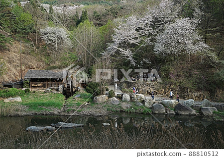 Ansan spring scenery Ansan spring scenery 88810512