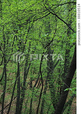 鳳山春景 鳳山春景 88810514