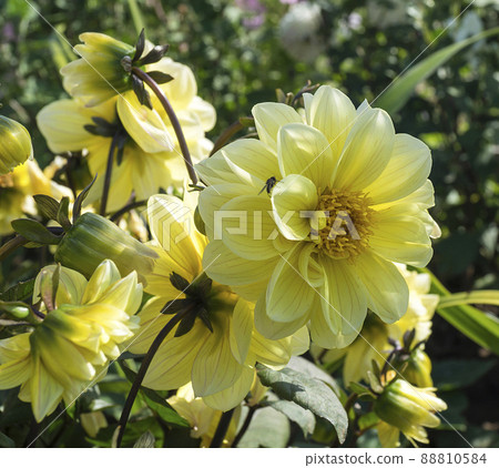 Background from beautiful colour of the dahlia 88810584