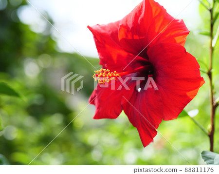 熱帶形象,鮮紅的芙蓉 熱帶形象,鮮紅的芙蓉 88811176