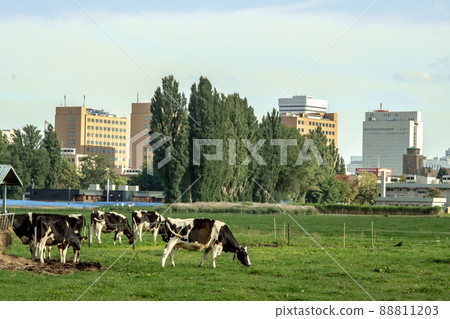 Urban ranch Sapporo, Hokkaido 88811203