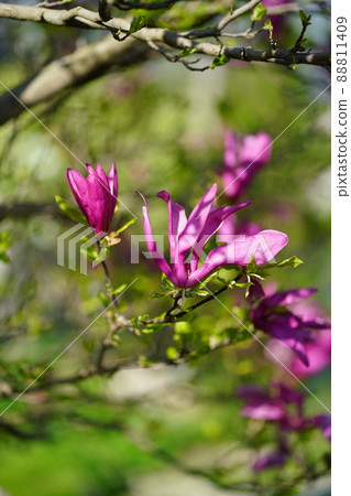 Fuchsia blossoming magnolia flower in Faulensee, Switzerland 88811409