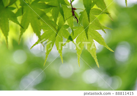Fresh green of Momiji 88811415