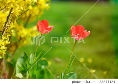 Two red tulips in swiss garden in spring 88811424
