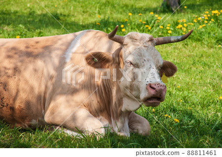 Cow grazing on a lovely green pasture 88811461