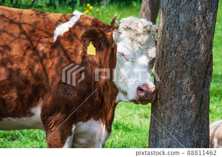 Brown cow in alpine valley 88811462