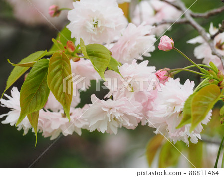 鐮足櫻（木更津市） 88811464