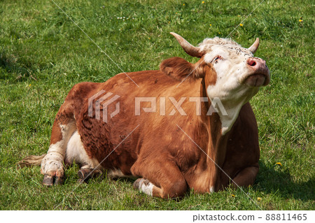 Brown cow in alpine valley 88811465