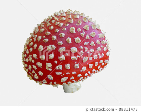 Red fly agaric with white spot 88811475