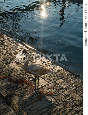 Swan in evening sunshine in Locarno, Switzerland Swan in evening sunshine in Locarno, Switzerland 88811485