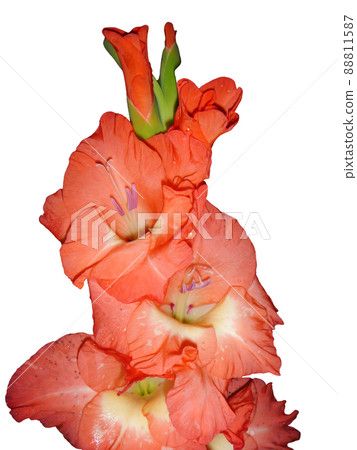Flower of the gladiolus on white background Flower of the gladiolus on white background 88811587