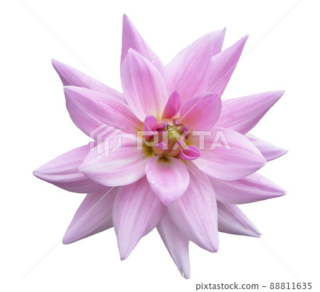 Flower of the dahlia on white background Flower of the dahlia on white background 88811635