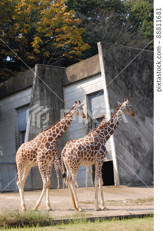 長頸鹿日期 88811681