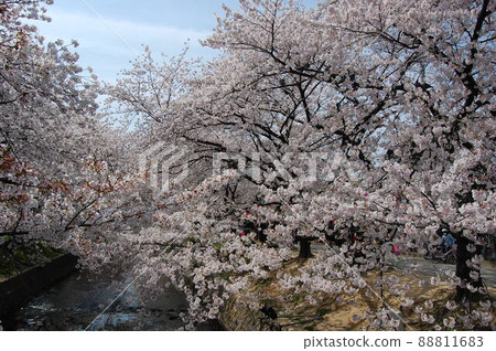 櫻桃樹盛開 櫻桃樹盛開 88811683