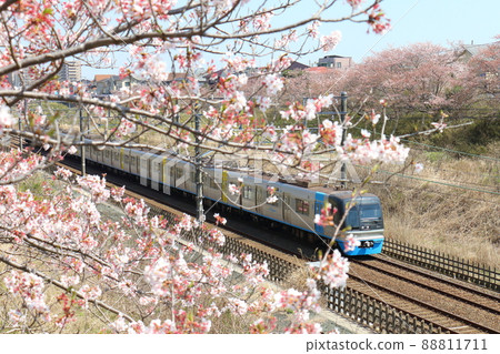 千葉新城鐵道9100型列車C-Flyer Sea Flyer和櫻花盛開 88811711