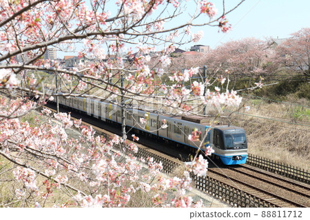 千葉新城鐵道9100型列車C-Flyer Sea Flyer和櫻花盛開 88811712